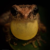 Pseudophilautus popularis Megaskumbura & Manamendra-Arachcchi, 2005